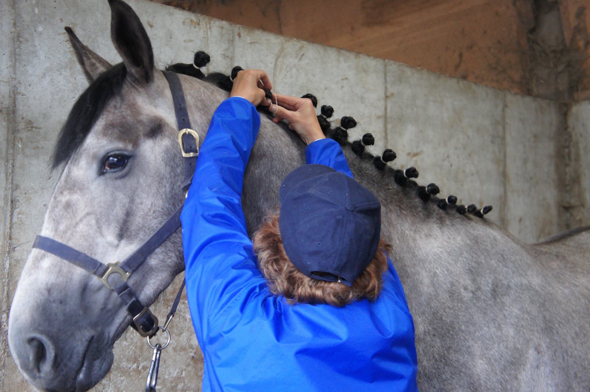 Groom Equin